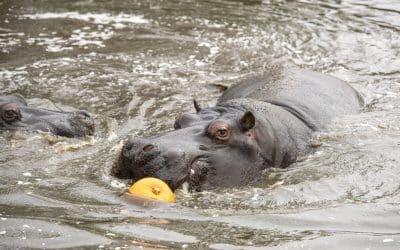 Halloween treats for hungry hippos…