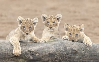 Roar-some new Arrivals are pride of Safari Park