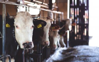 New funding to support dairy farmers through coronavirus