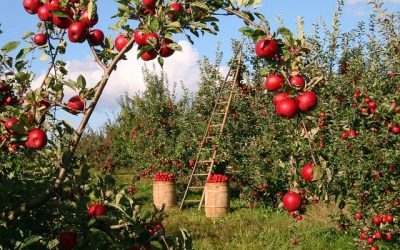 Guidance for food businesses on coronavirus