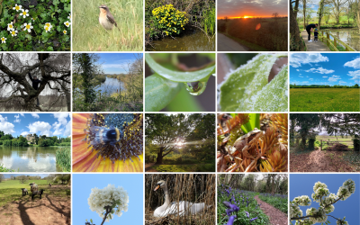 Chamber promoting nature and its benefits during Mental Health Awareness week