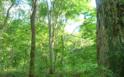 Local plan adopted for Wyre Forest