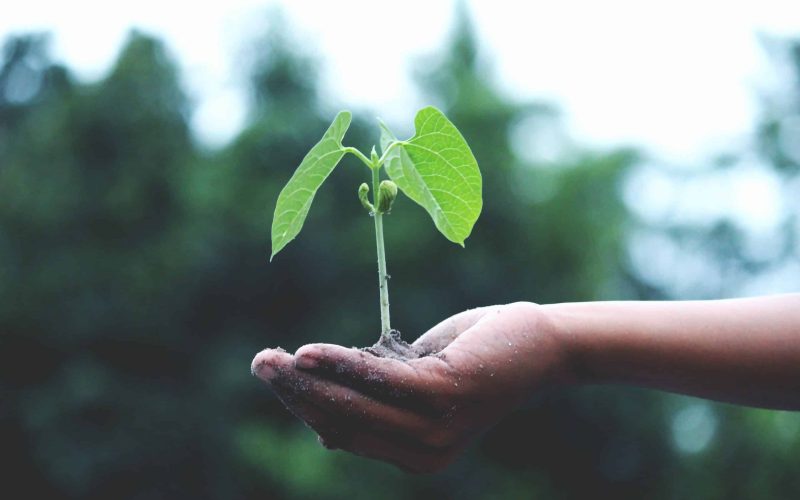 Upcoming COP27 Conference Vital to Provide a Sustainability Plan for Businesses